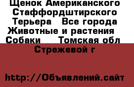 Щенок Американского Стаффордштирского Терьера - Все города Животные и растения » Собаки   . Томская обл.,Стрежевой г.